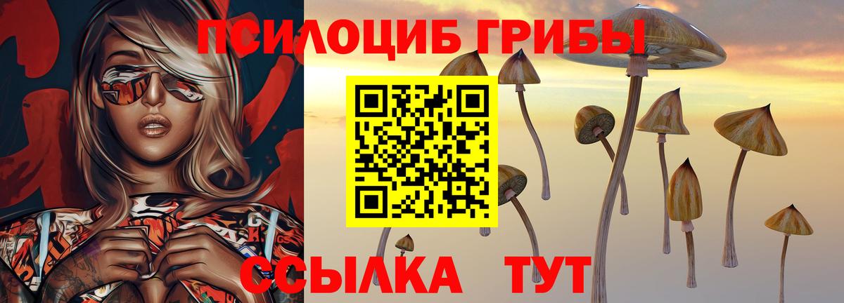 Галлюциногенные грибы Psilocybe Десногорск